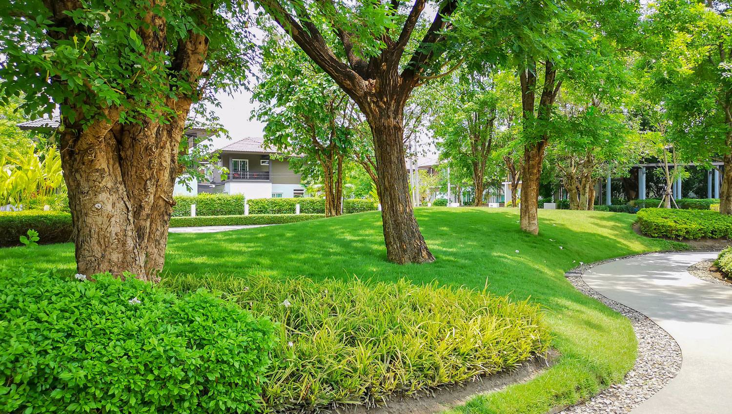 Smooth green grass lawn, greenery trees and shrub